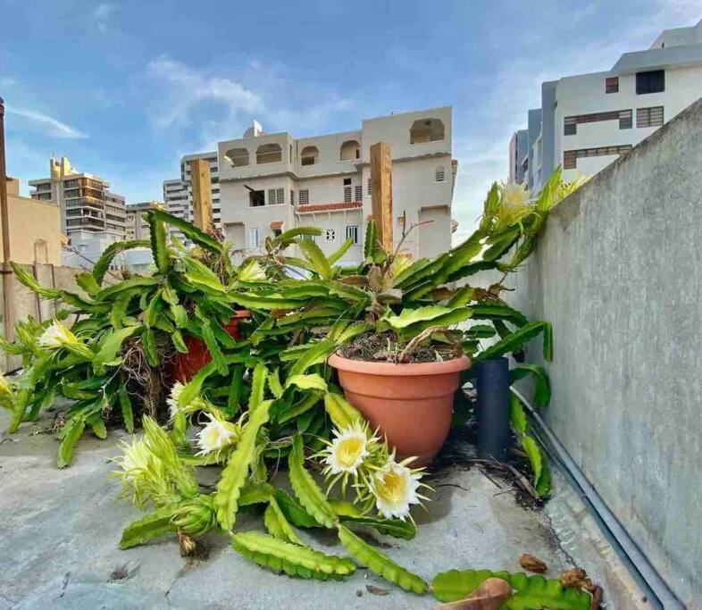Fresh Tropical Colonial Style Walk-Up- Rooftop Terrace- Beach View San Juan Exteriör bild