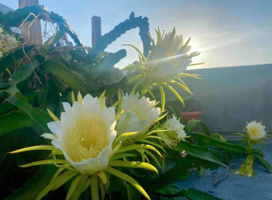 Fresh Tropical Colonial Style Walk-Up- Rooftop Terrace- Beach View San Juan Exteriör bild
