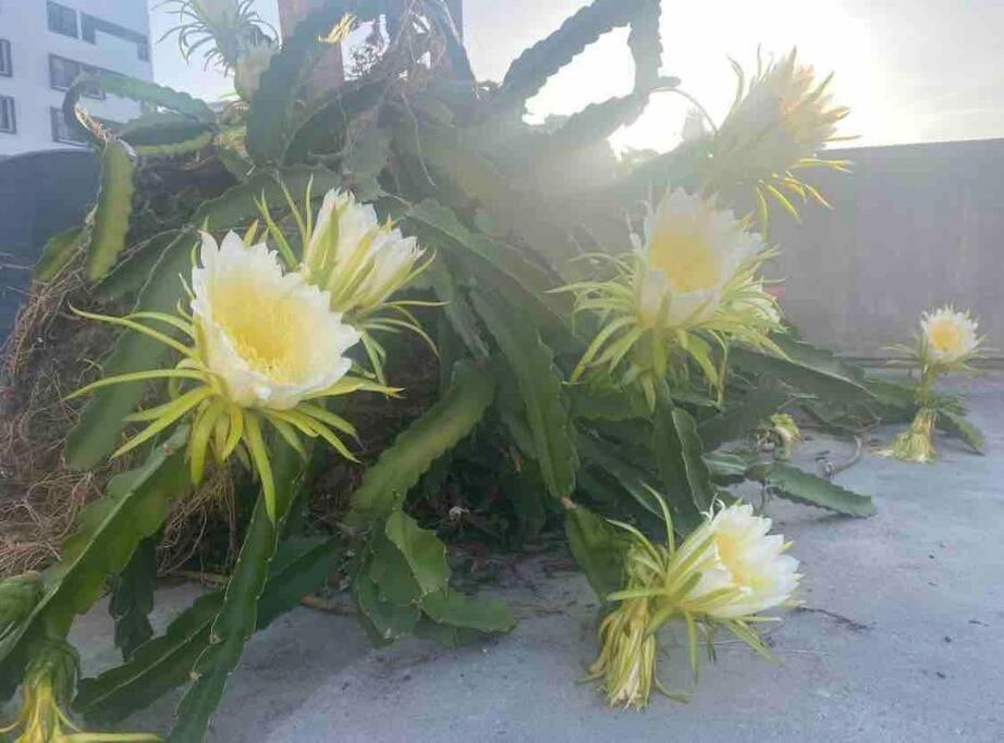 Fresh Tropical Colonial Style Walk-Up- Rooftop Terrace- Beach View San Juan Exteriör bild