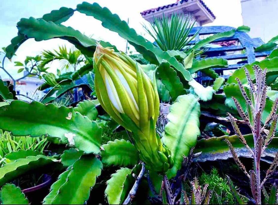Fresh Tropical Colonial Style Walk-Up- Rooftop Terrace- Beach View San Juan Exteriör bild